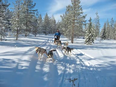 Verblijf met excursiepakket 'Adventure week in the forest'