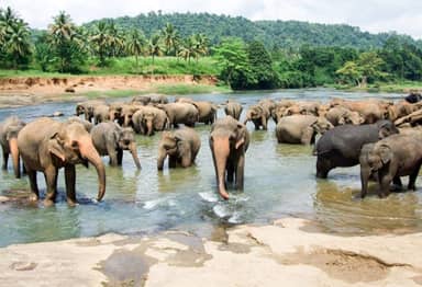 Discover Sri Lanka Deluxe