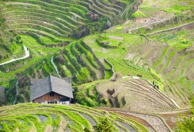 Drakensrug rijstvelden van Longsheng