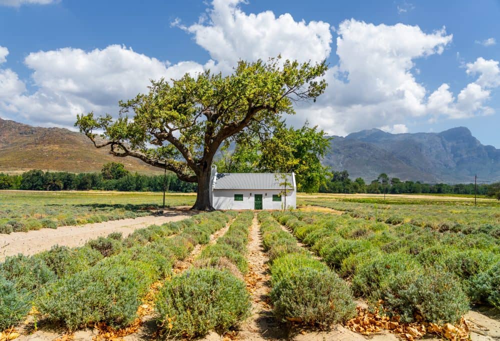 Highlights Zuid-Afrika en Swaziland Deluxe