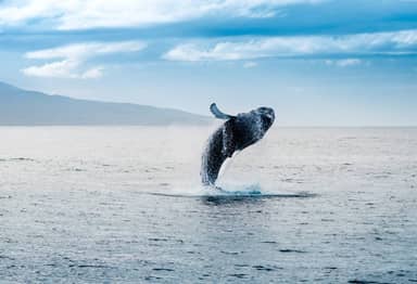 Walvissafari vanuit Húsavík
