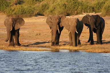 Rondreis Zuid-Afrika, Botswana & Zimbabwe, 21 dagen kampeer of hotel/lodge reis