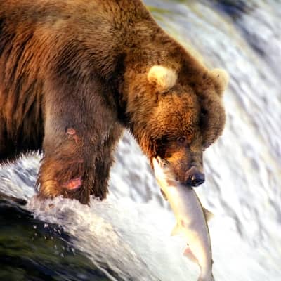 Rondreis Alaska, 21 dagen hotel/cabinreis