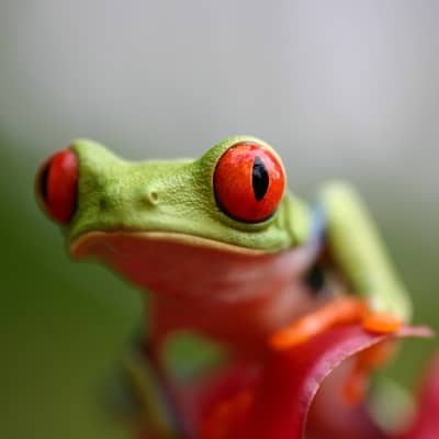Rondreis Costa Rica, 21 dagen