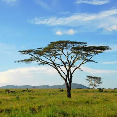 Rondreis Tanzania & Zanzibar, 15 dagen lodge/kampeerreis