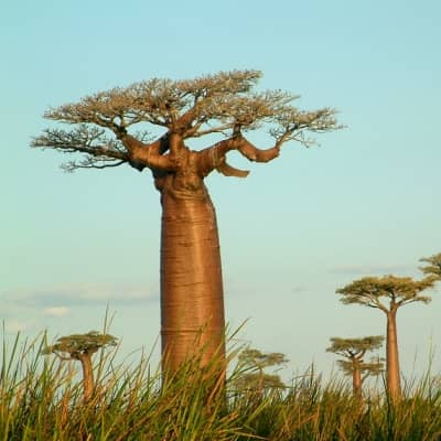 Rondreis Madagaskar, 24 dagen