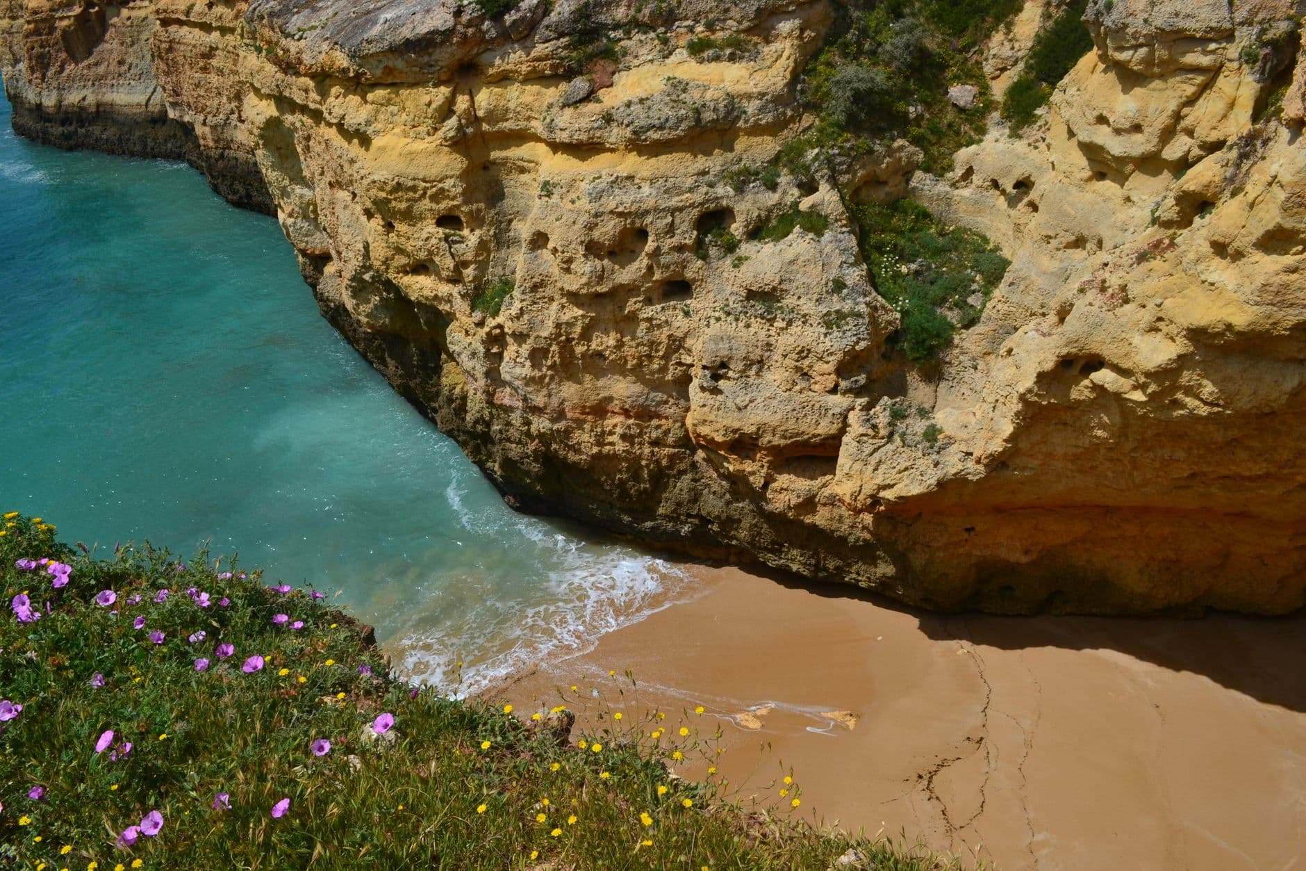 Een strand tussen okerkleurige kliffen in de Algarve, met bloemen op de voorgrond