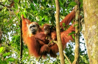 Rondreis INDONESIË: SUMATRA, JAVA & BALI - 22 dagen; Groene rijstterrassen en vulkanen