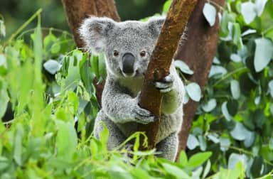 Rondreis AUSTRALIË HOOGTEPUNTEN - 24 dagen; Land van kangoeroes en rode aarde