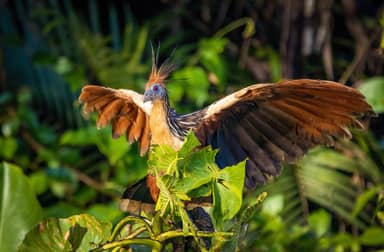 Rondreis GUYANA - 16 dagen; Regenwoud, savanne en wildlife