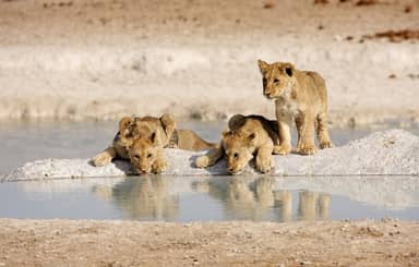 Rondreis NAMIBIË - Internationale Groepsreis - 15 dagen; Hoogtepunten van Namibië