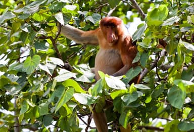 Discover West-Maleisië en authentiek Borneo