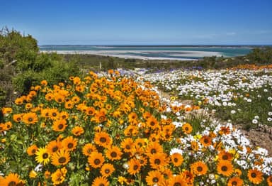 Onontdekte Westkust, Cederbergen en Rooibos