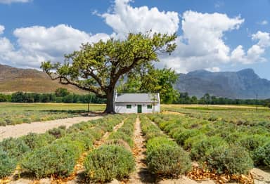 Highlights Zuid-Afrika en Swaziland Deluxe