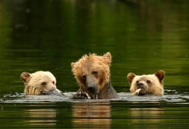 Grizzly beren van Knight Inlet